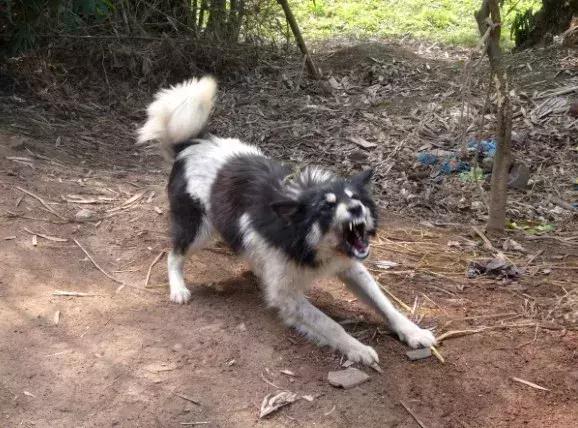 被狗咬住不松口三招教你快速摆脱,被狗咬住如何脱身