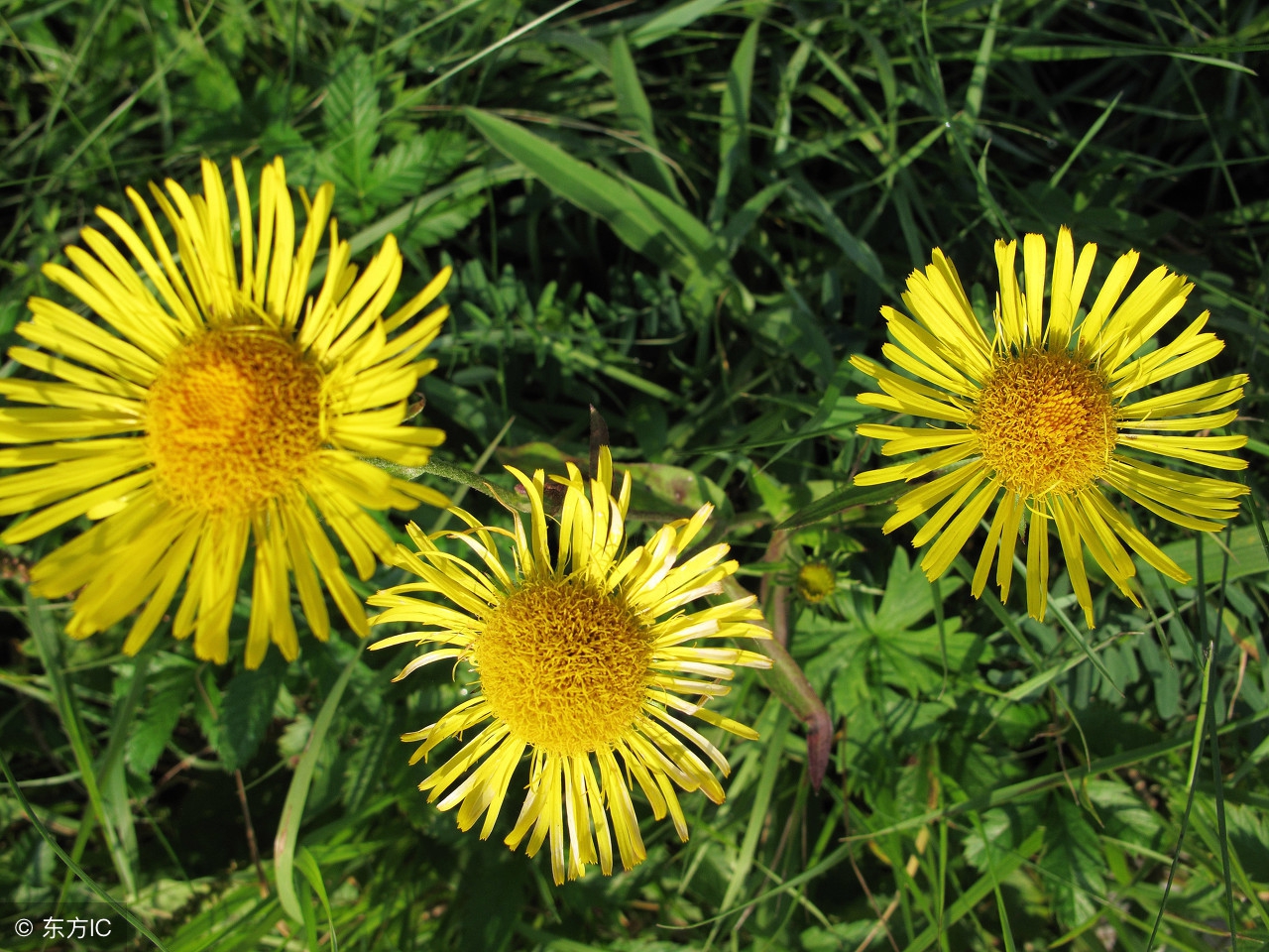 用药切勿跟风剂量不可随意,用药需慎重不能随便吃