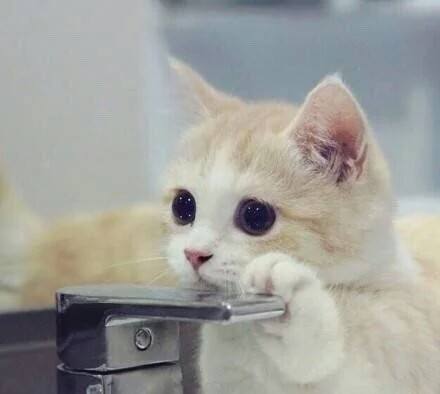 猫不洗澡身上的细菌多吗,猫身上有细菌吗