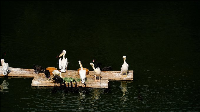 带小孩去长隆欢乐世界畅玩一天,暑假带娃去广州长隆野生动物世界