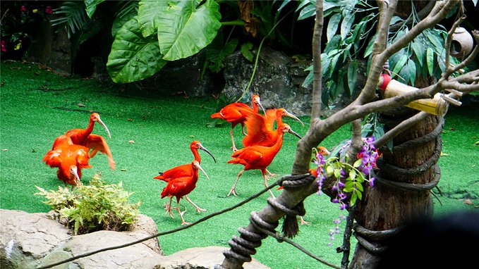 带小孩去长隆欢乐世界畅玩一天,暑假带娃去广州长隆野生动物世界