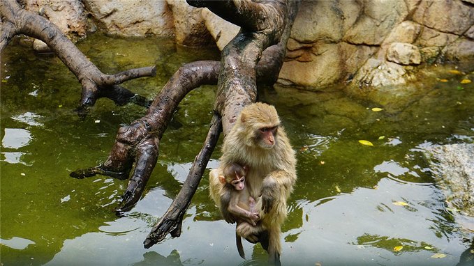 带小孩去长隆欢乐世界畅玩一天,暑假带娃去广州长隆野生动物世界
