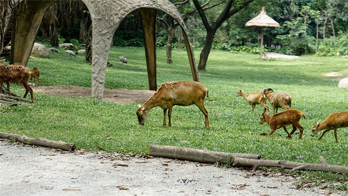带小孩去长隆欢乐世界畅玩一天,暑假带娃去广州长隆野生动物世界