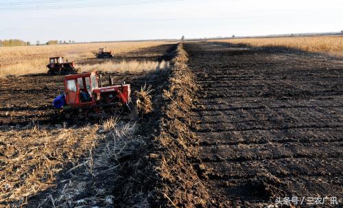 水稻田改种旱田最适合种什么,水田改旱田种什么作物好