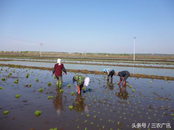 水稻田改种旱田最适合种什么,水田改旱田种什么作物好