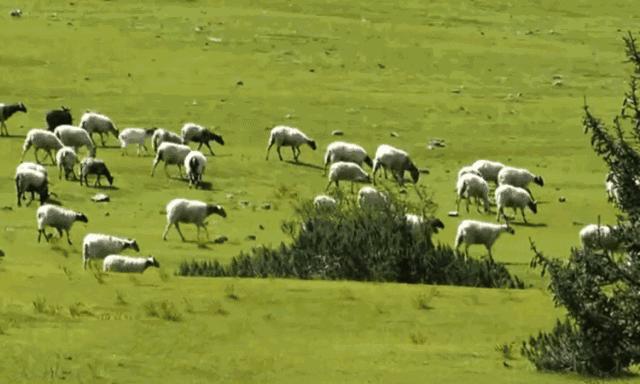 山羊奶护肤品改善暗黄,山羊奶保湿嫩肤怎么用