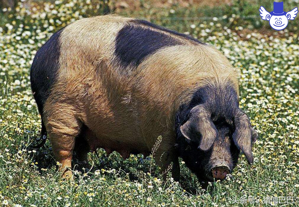 妊娠期母猪便秘的四个主流应对方案，无需用药轻松解决