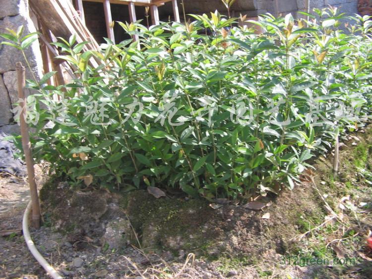 怎样辨别桂花是不是金桂,如何辨别桂花的种类