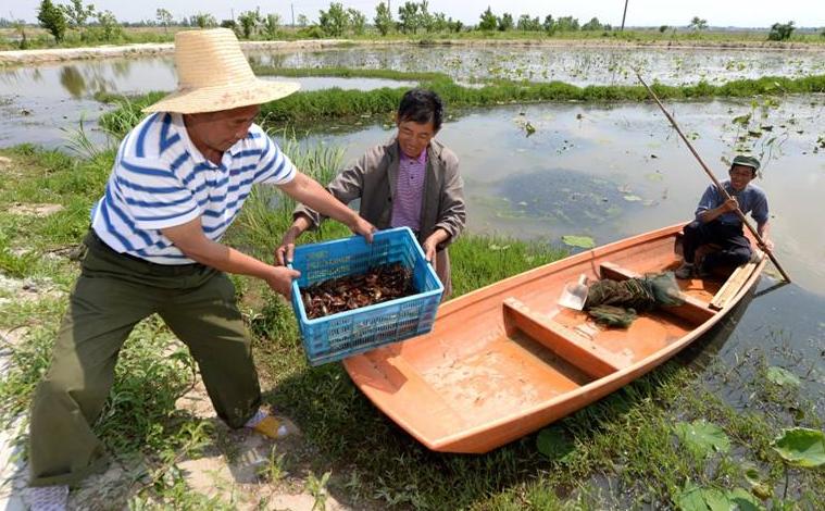 农村未来5大热门创业,五个新农村创业好项目