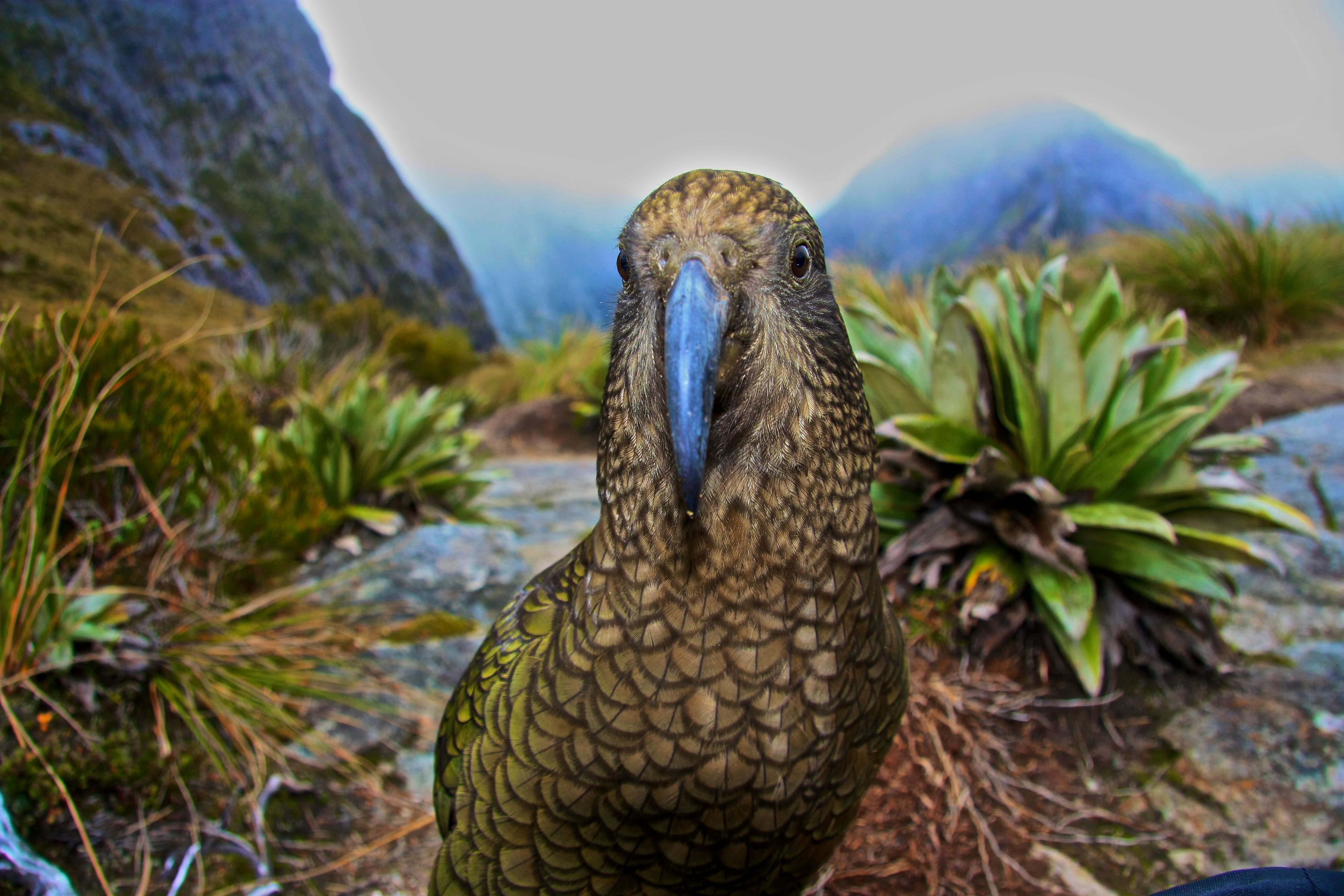 新西兰有哪些神奇的小动物,新西兰草原野生动物