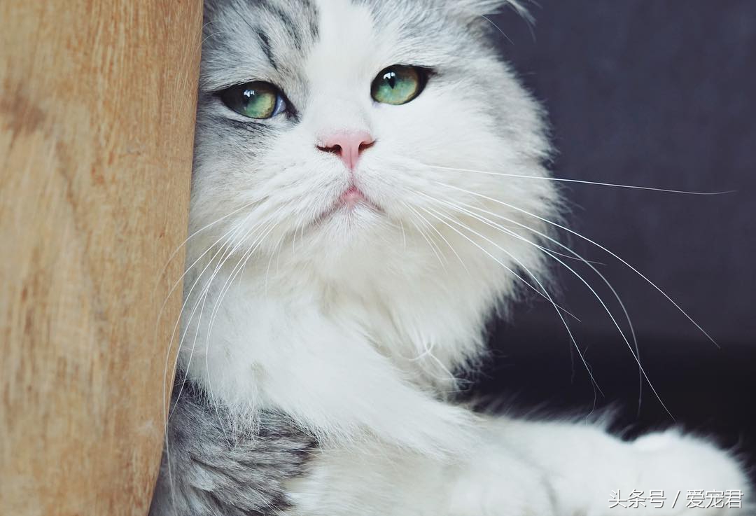 猫咪热到躲冰箱里避暑,天气热猫咪在阳台上吹风