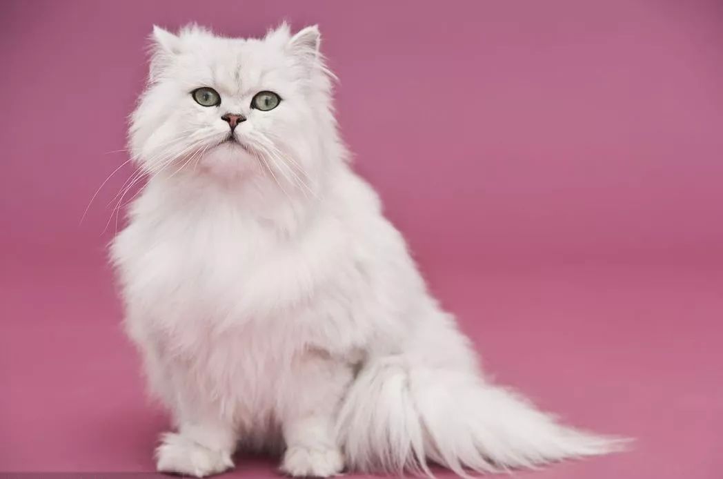 猫怎么看公母,猫咪健康百科