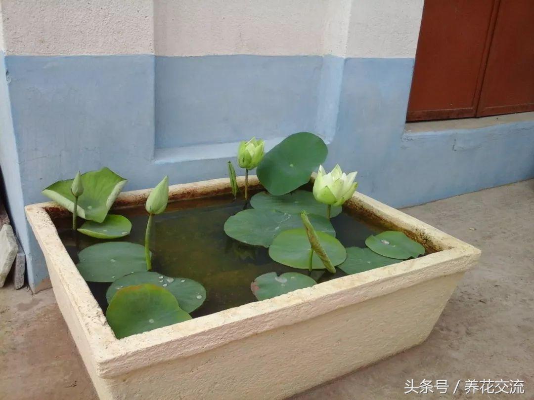 睡莲怎么养更容易开花,睡莲到底怎么养才能开花