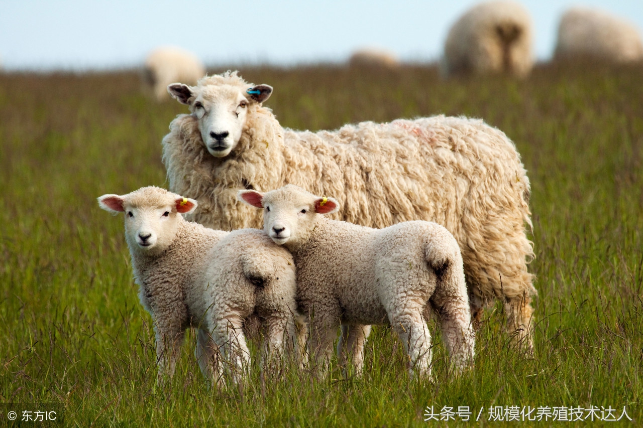 羊子宫脱落用什么药,子宫脱垂医案