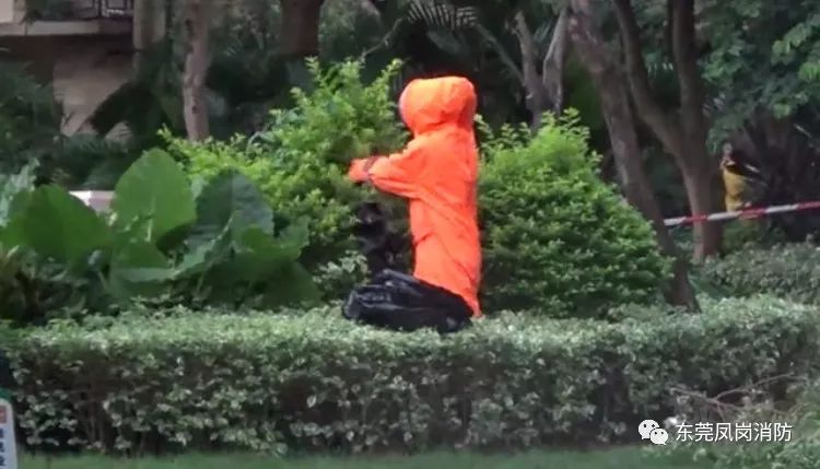 厉害!凤岗一小区花坛竟藏马蜂窝,凤岗消防5分钟将其“消灭”