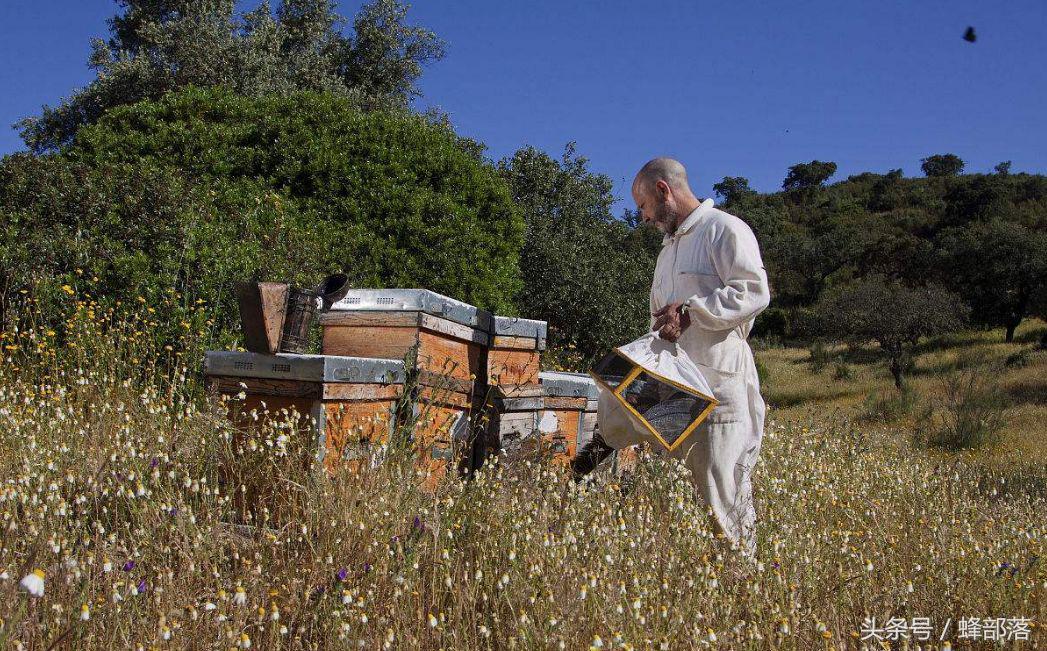 蜜蜂养殖需要几个蜂箱,蜜蜂养殖技术怎样移箱