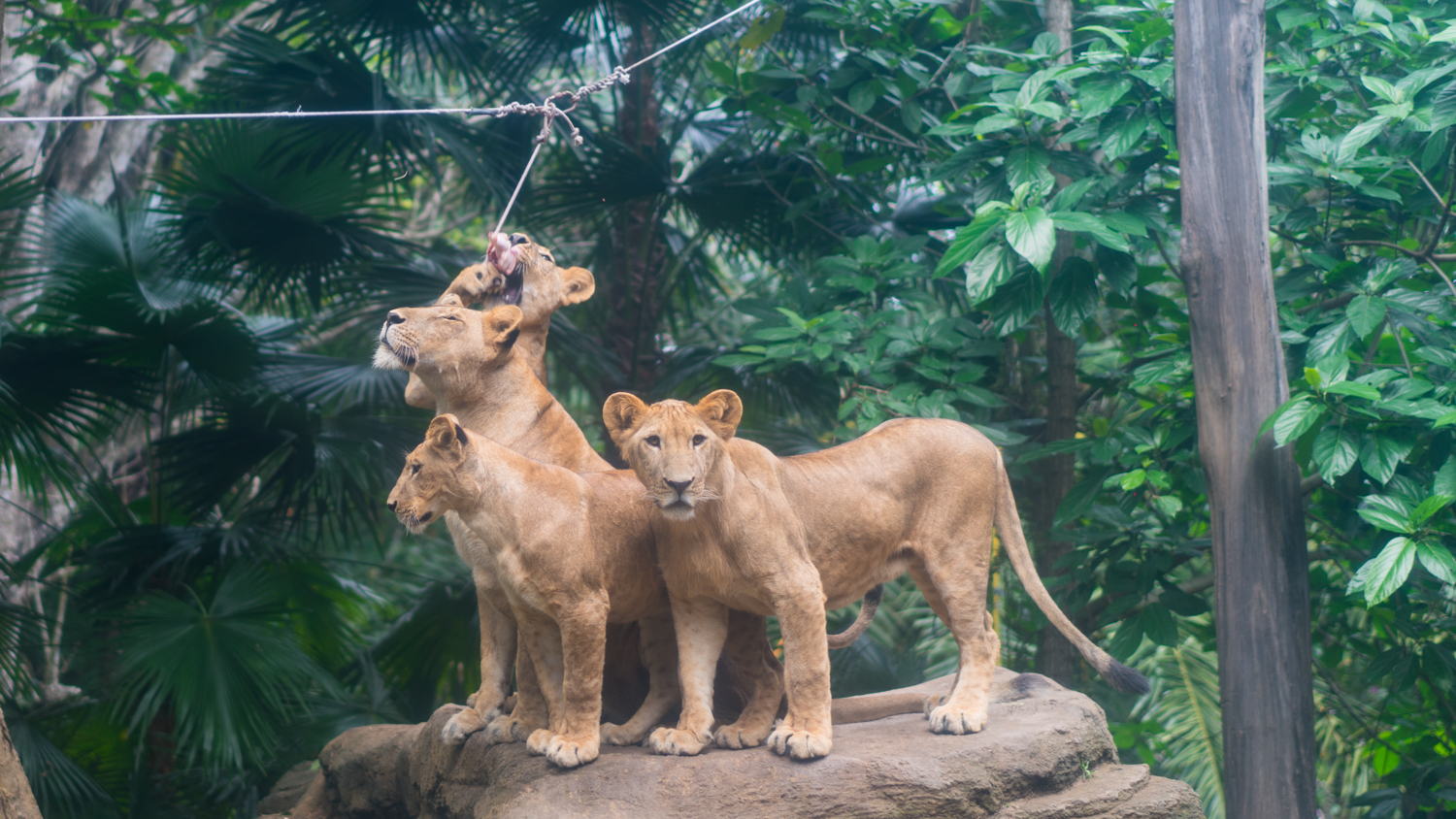 巴厘岛吃喝攻略,巴厘岛闺蜜