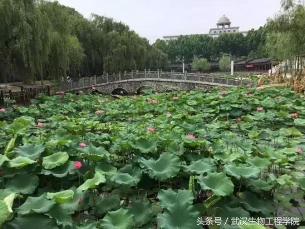 社团风采活动,社团风采器乐合奏