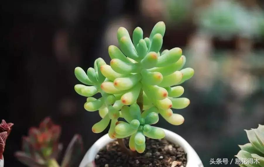 多肉叶片有霉灰怎么办,多肉植物发霉