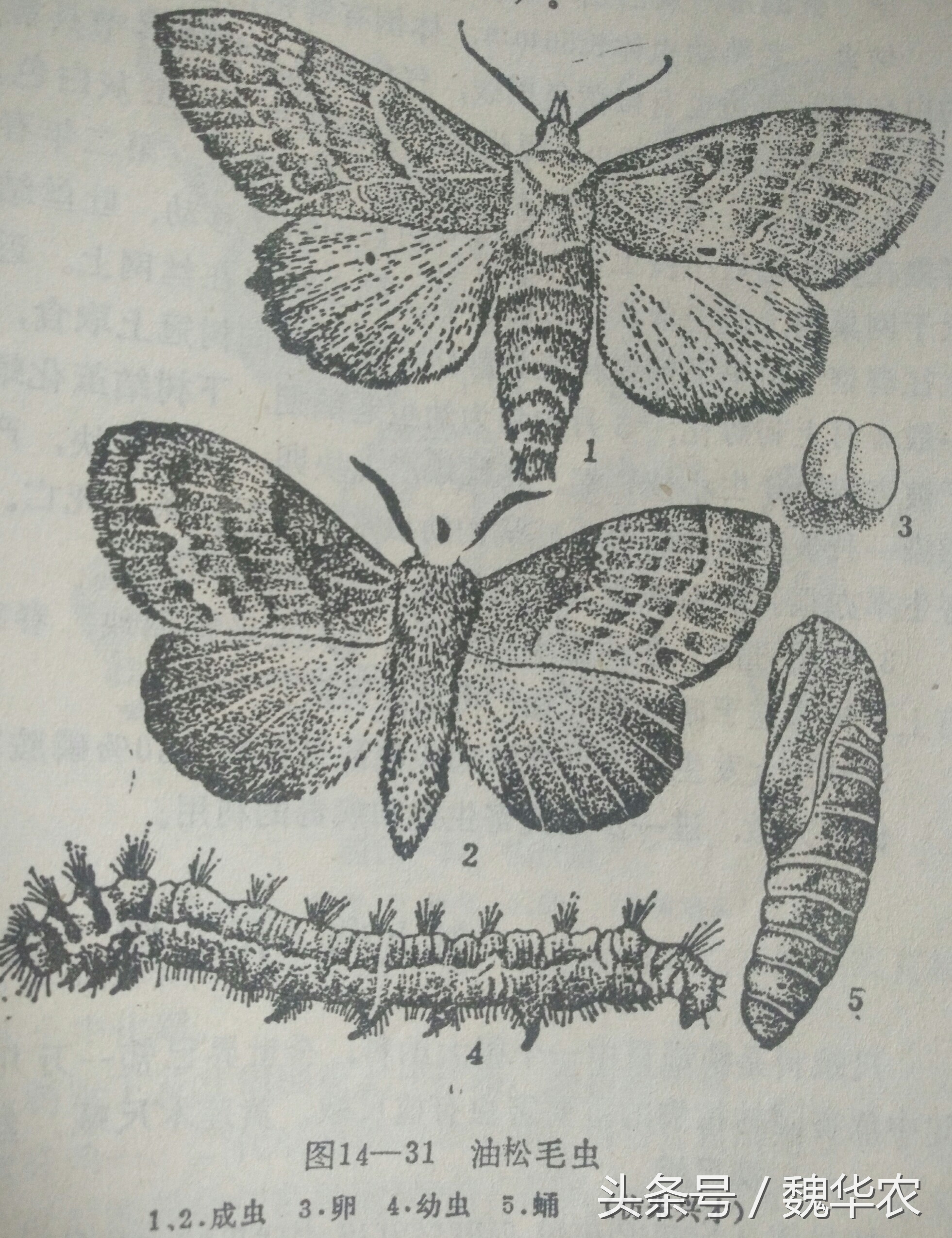 不打农药蚜虫怎么处理,不打农药如何防治害虫