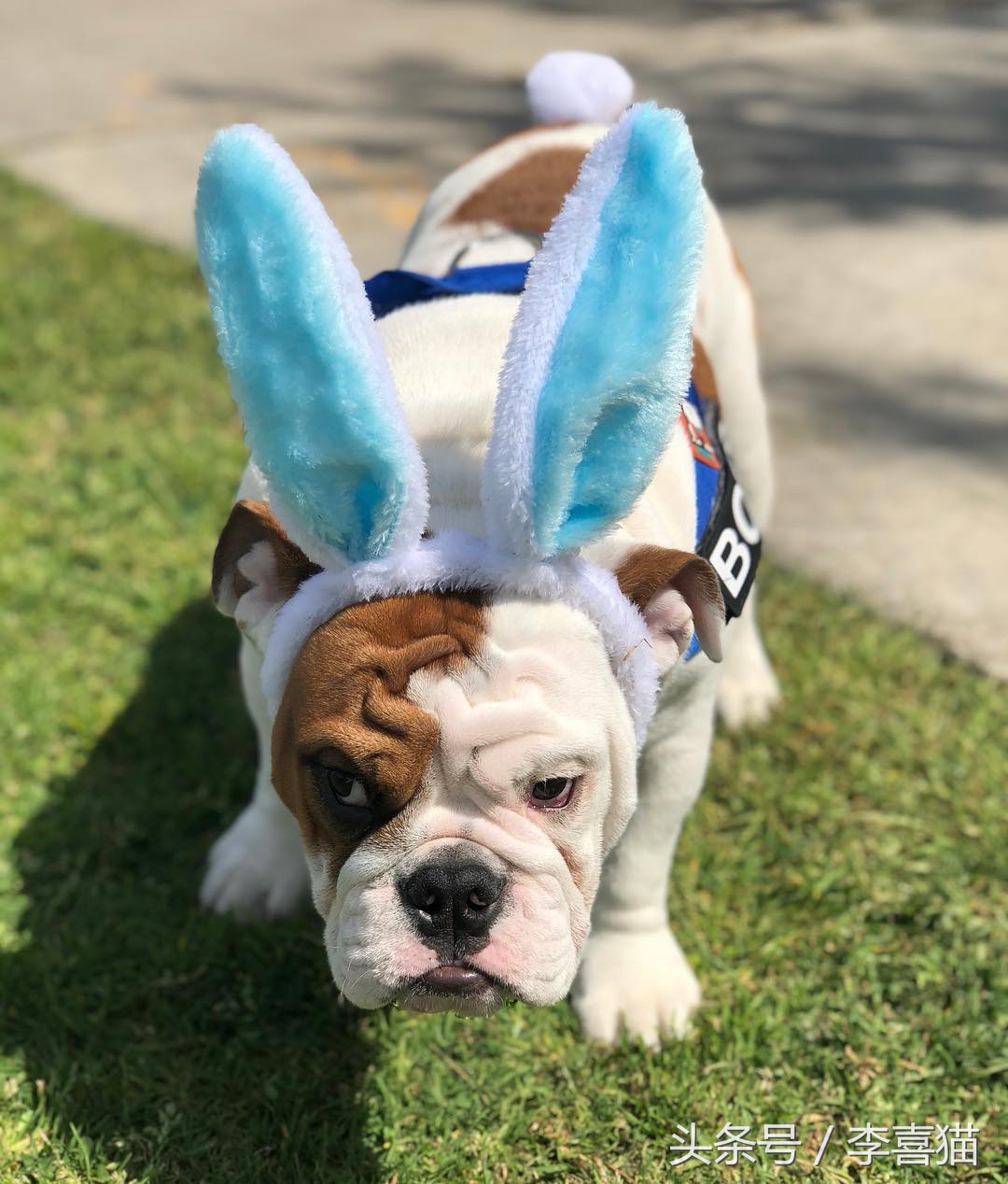 狗狗有七十二般变化，养一只就像开了一家动物园