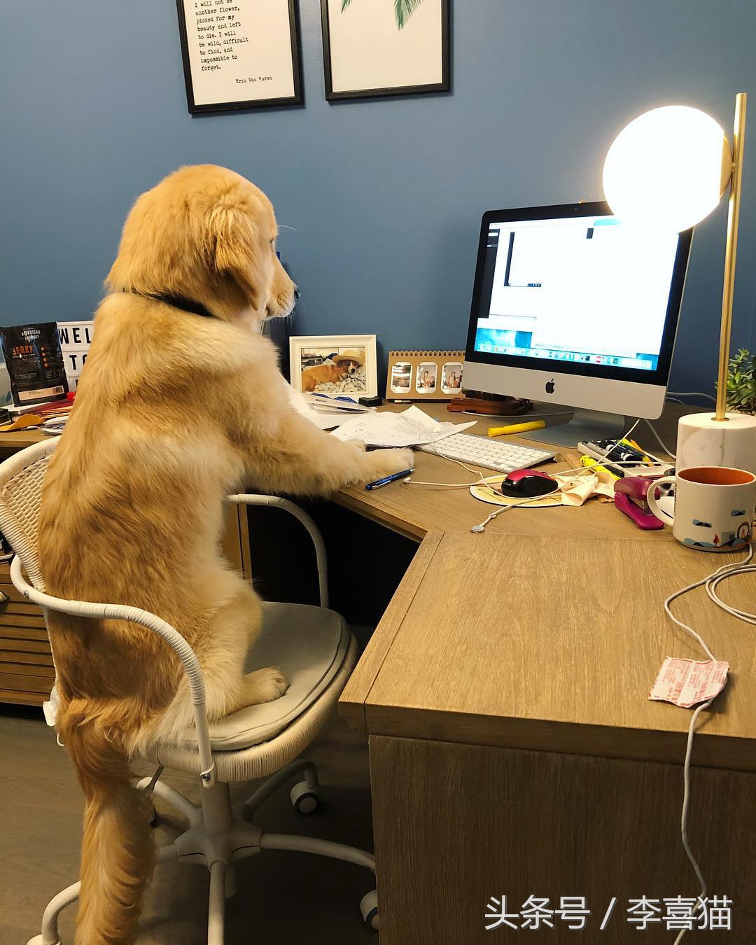 狗狗有七十二般变化，养一只就像开了一家动物园