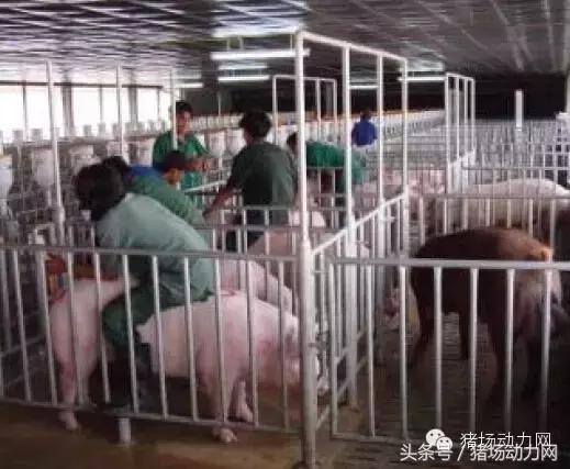 猪场分娩舍有哪些重点,猪场正常分娩接产的操作流程