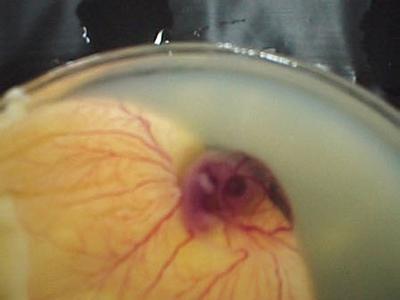 如果鸡蛋放到冰箱里还能孵出小鸡,放在阳台上不用的鸡蛋孵出了小鸡