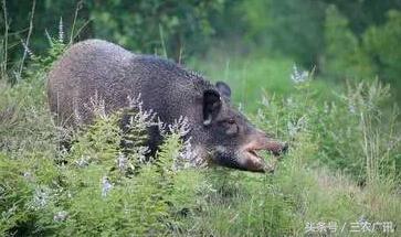 100斤小野猪吃玉米,防野猪啃玉米土办法