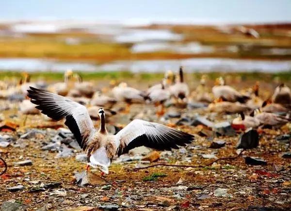 青海湖八月花海,七八月的青海湖油菜花