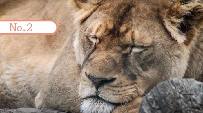 晚上一直玩手机不睡觉怎么办,晚上总是熬夜玩手机怎么办