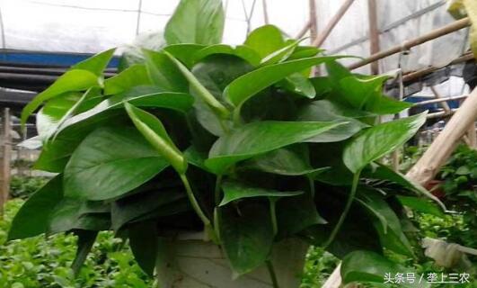家里绿萝怎么养成绿萝柱,家里养绿萝的危害