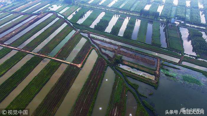 红荷湿地微山湖八月份还有荷花吗,山东微山湖红荷湿地公园荷花