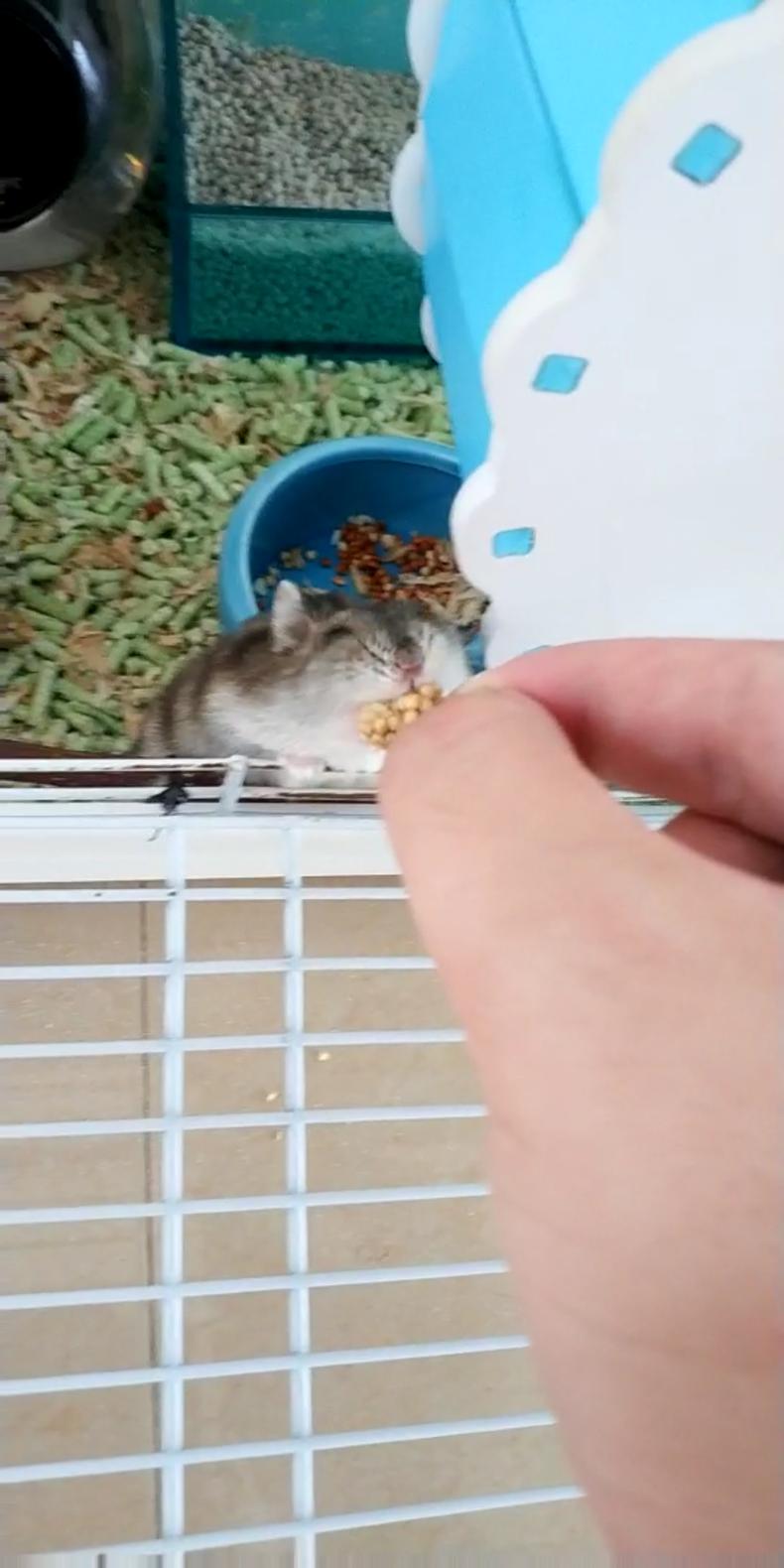 仓鼠从高处坠落一动不动,仓鼠从高空坠地后会有什么表现