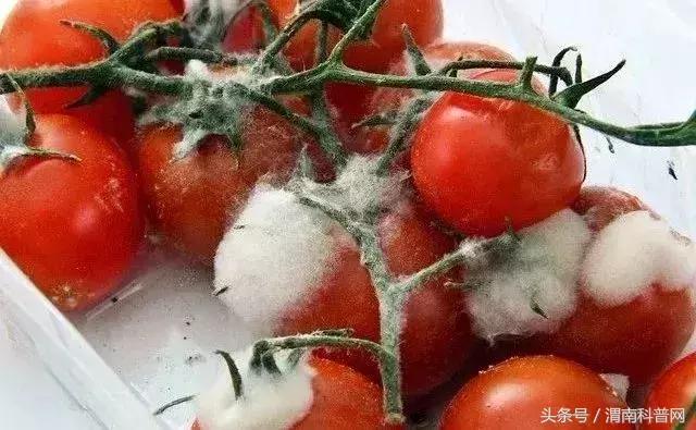 吃了发霉的东西对肾有影响吗,发霉的食物致癌