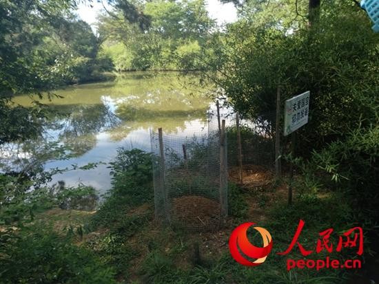 温度影响扬子鳄性别原理,扬子鳄生活习性简介