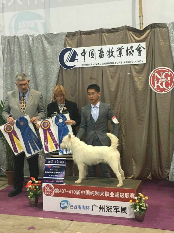 原生犬种中华田园犬,西方犬种真的比中华田园犬好吗