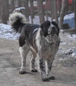 原生犬种中华田园犬,西方犬种真的比中华田园犬好吗