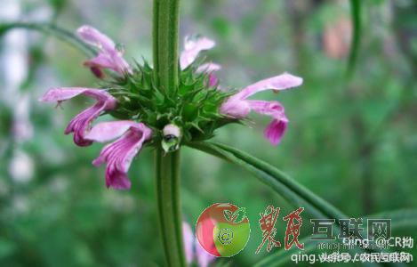 农村随处可见的益母草，对女人竟然这么重要