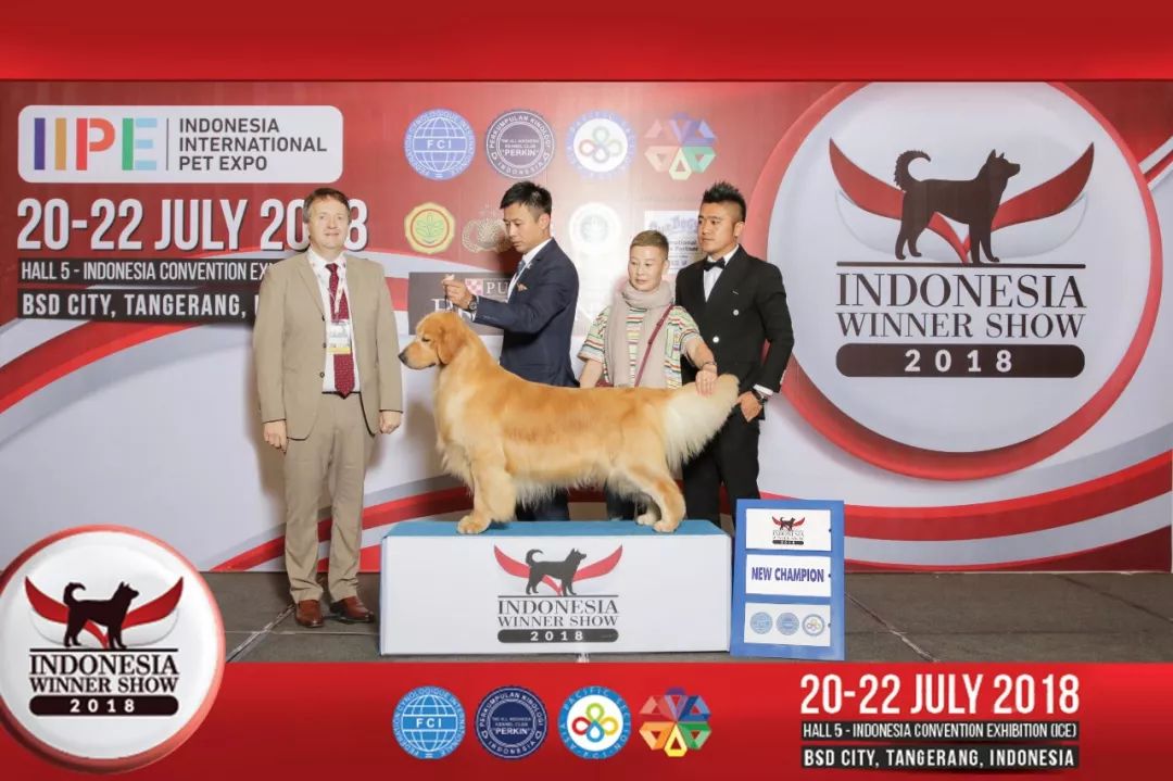 海润金毛比赛,中国海润金毛