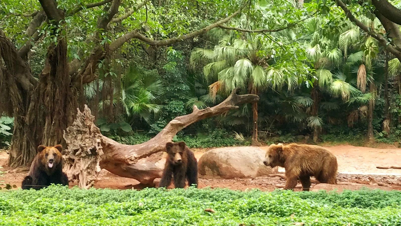 长隆广州野生动物园带娃游玩攻略,一大一小亲子游长隆野生动物园