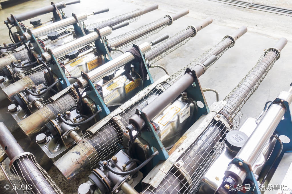 夏季保育猪咳喘,冬季保育猪咳嗽