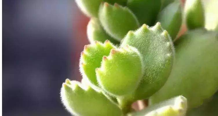 夏季多肉黑根烂根怎么处理,多肉赤腐病的处理方法