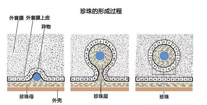 小火说翡翠,珍珠的基础问答