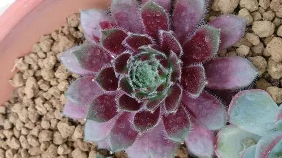 如何清理灰尘让多肉变成小清新……