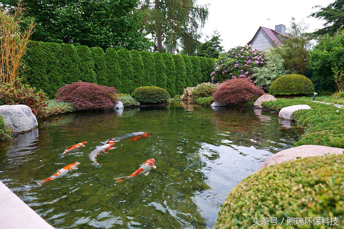 锦鲤鱼池需要什么过滤设备好,锦鲤鱼池过滤设备哪种好