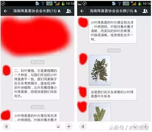 斜叶檀滥竽充数小叶降真香