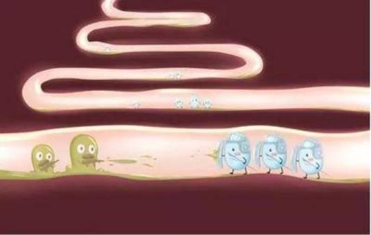 产苞乳酸菌——凝结芽孢杆菌，了解一下！