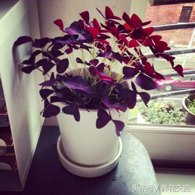 适合办公室桌上的盆栽植物图片,适合办公室桌面容易养的植物