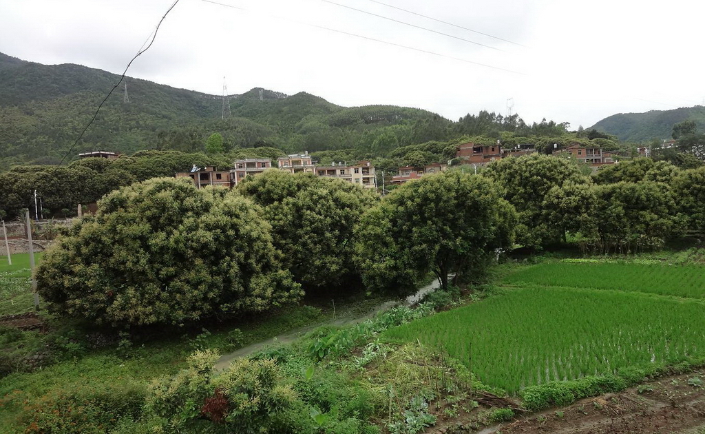 2018年广西荔枝滞销,广西龙眼滞销